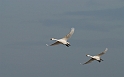 Bewick's swans flying - H